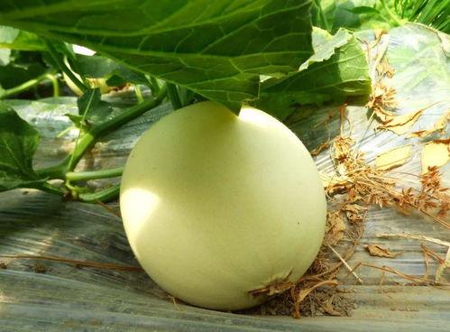 在哪免费吃瓜,免费吃瓜攻略大放送！