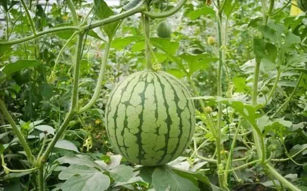 焦哥吃瓜爆料,揭秘娱乐圈幕后真相