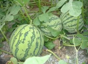 重庆哪里可以吃瓜,瓜果飘香，寻味瓜果盛宴之地