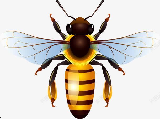 蜜蜂微头条图片,探寻蜜蜂世界的奇妙奥秘