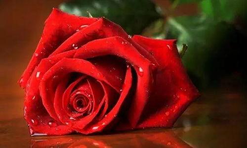 微头条写玫瑰的诗,一场诗意盎然的视觉盛宴